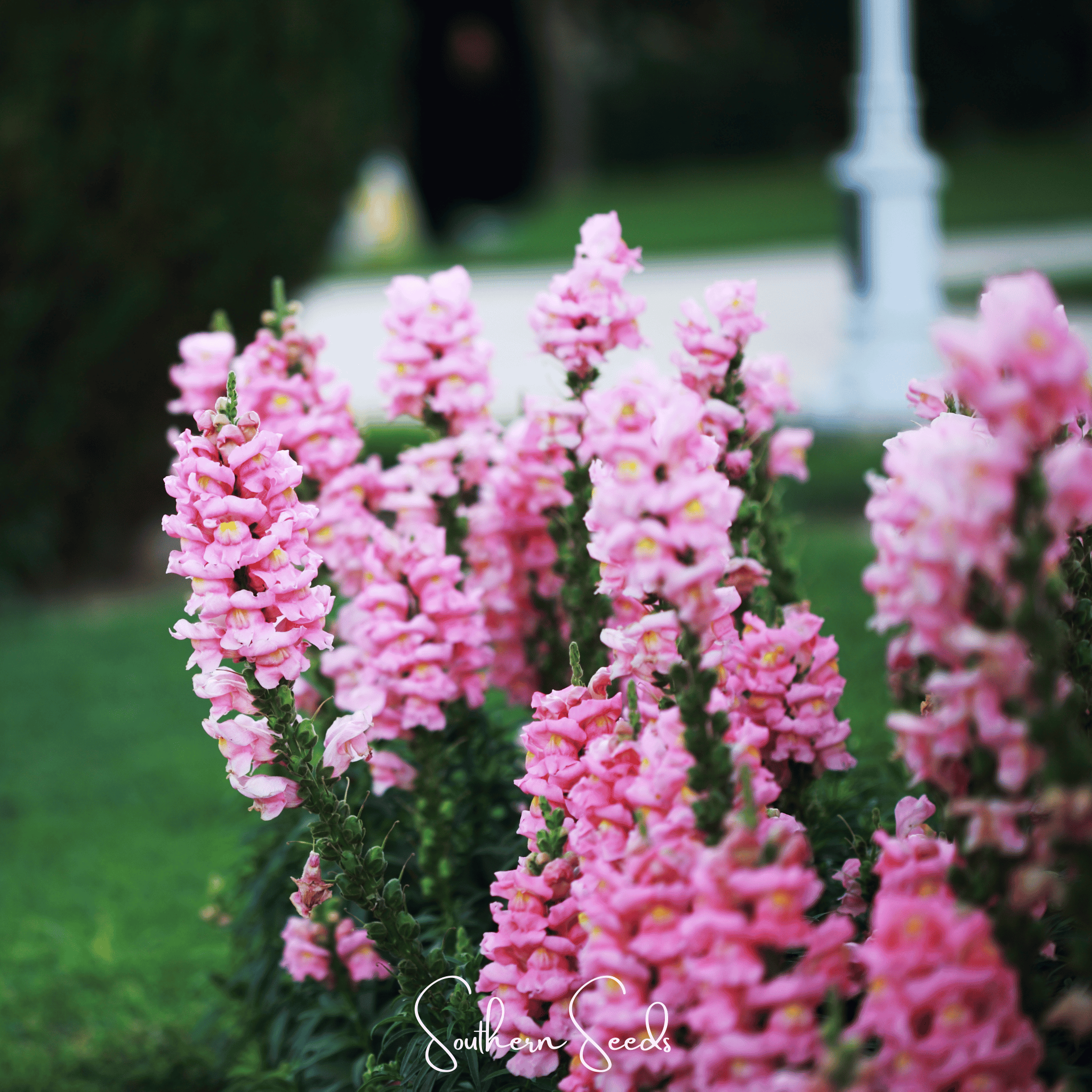 Pixie Patch Seed Collection - 10 Enchanted Varieties seed packet from Seed Therapy – American - grown, heirloom seeds