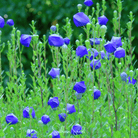 Pixie Patch Seed Collection - 10 Enchanted Varieties seed packet from Seed Therapy – American - grown, heirloom seeds