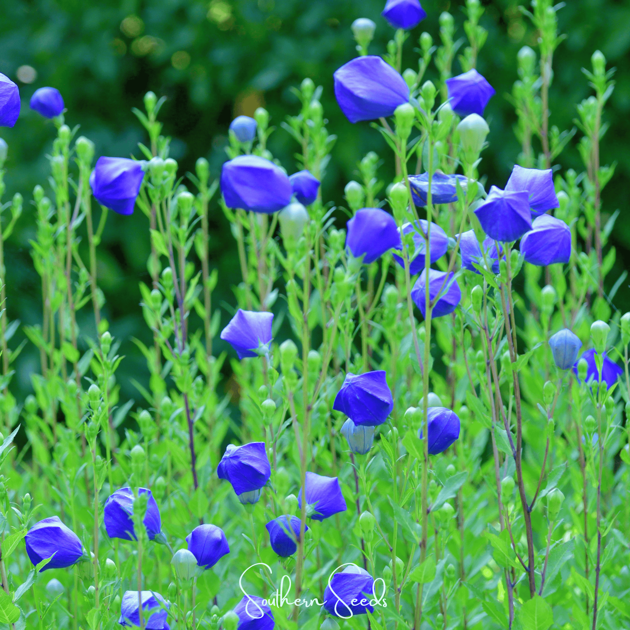 Pixie Patch Seed Collection - 10 Enchanted Varieties seed packet from Seed Therapy – American - grown, heirloom seeds