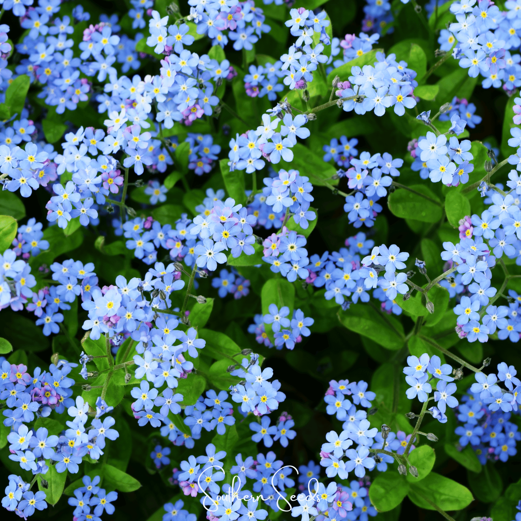 Pixie Patch Seed Collection - 10 Enchanted Varieties seed packet from Seed Therapy – American - grown, heirloom seeds