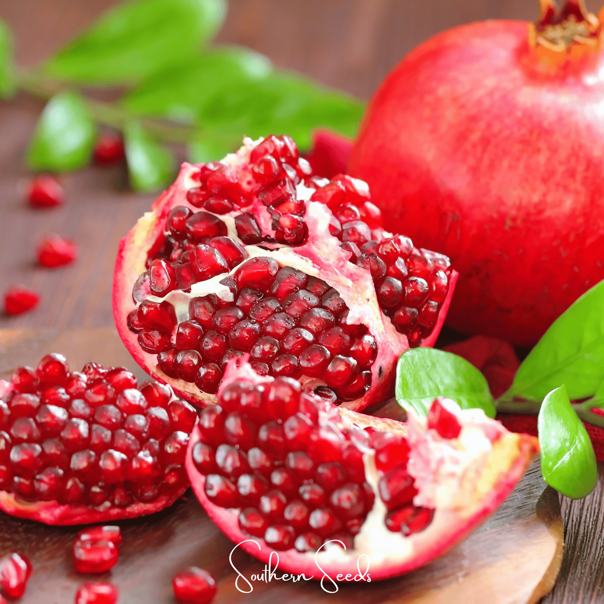 Pomegranate (Punica granatum) - 20 Seeds seed packet from Seed Therapy – American - grown, heirloom seeds