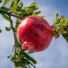 Pomegranate (Punica granatum) - 20 Seeds seed packet from Seed Therapy – American - grown, heirloom seeds