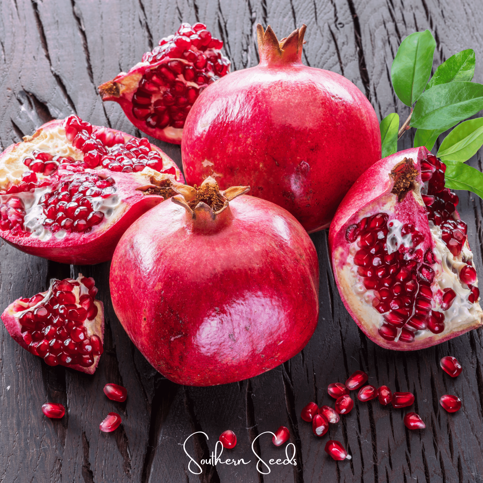 Pomegranate (Punica granatum) - 20 Seeds seed packet from Seed Therapy – American - grown, heirloom seeds