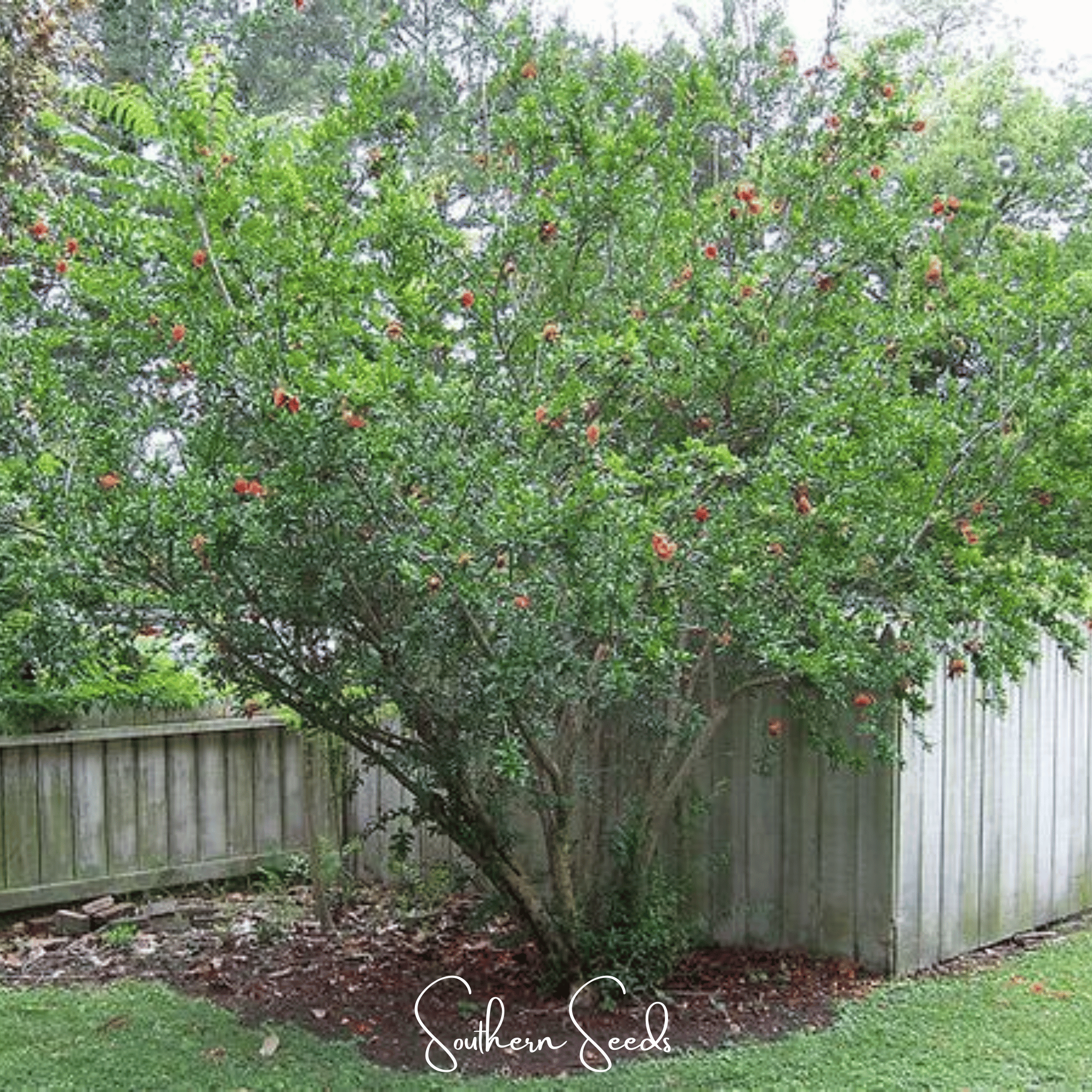 Pomegranate (Punica granatum) - 20 Seeds seed packet from Seed Therapy – American - grown, heirloom seeds
