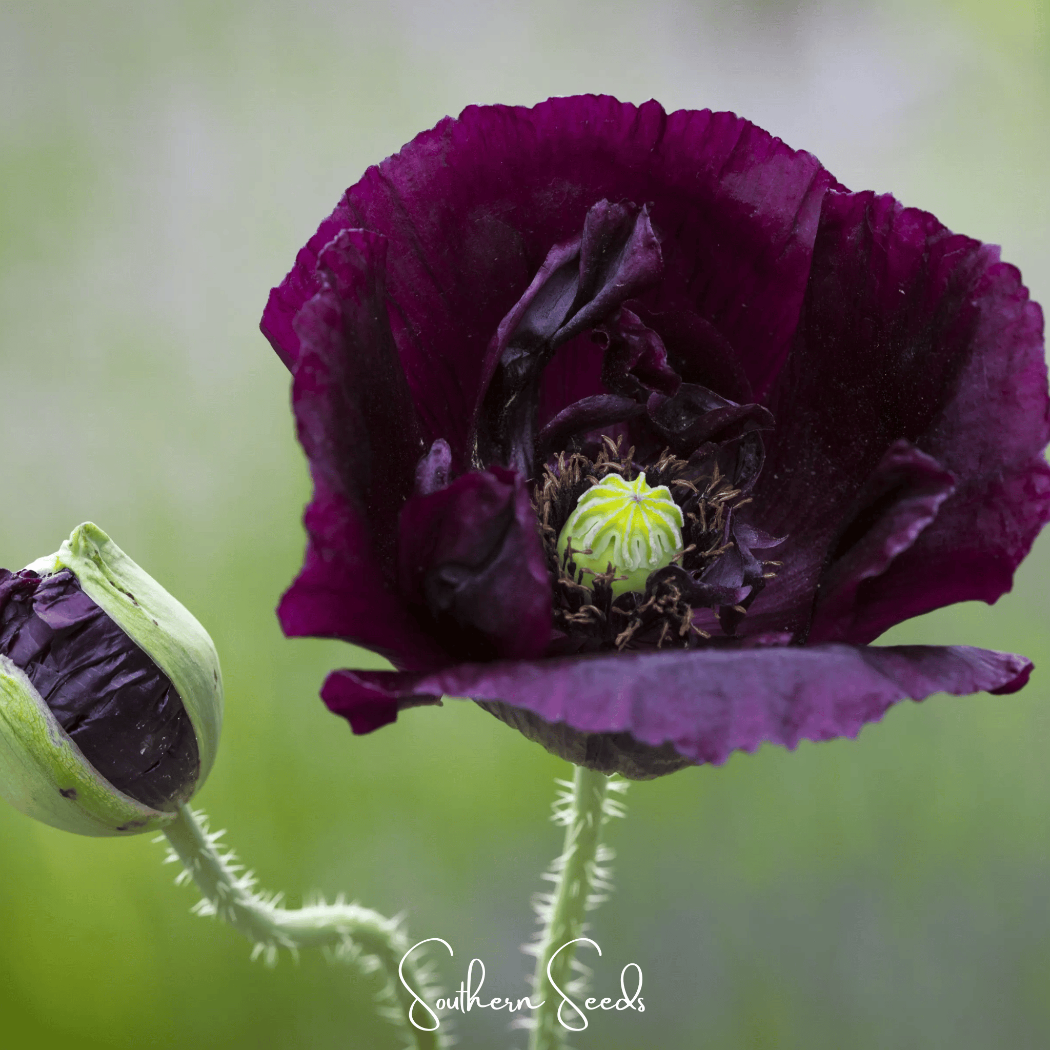 Poppy, After Midnight (Papaver somniferum) - 100 Seeds seed packet from Seed Therapy – American - grown, heirloom seeds