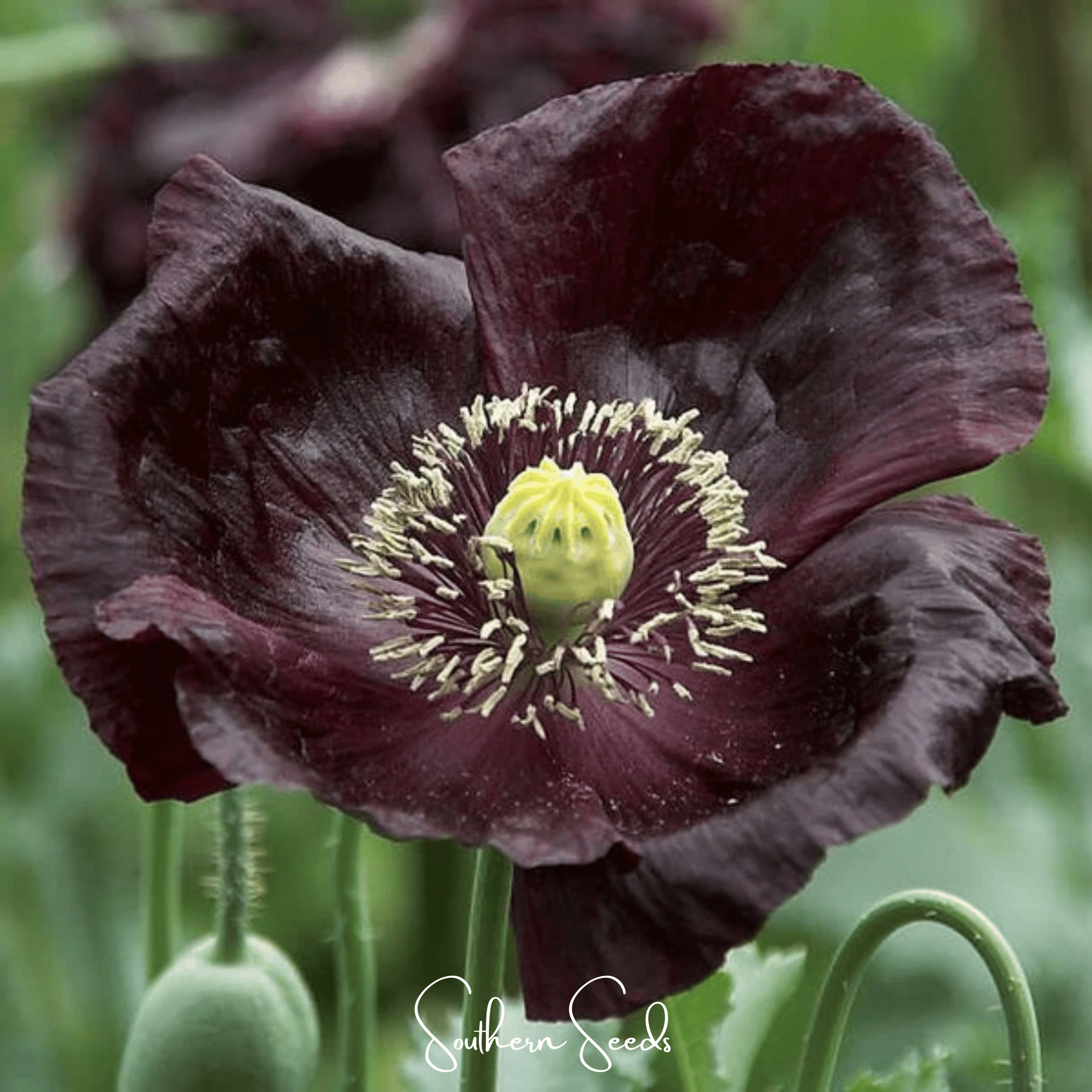 Poppy, After Midnight (Papaver somniferum) - 100 Seeds seed packet from Seed Therapy – American - grown, heirloom seeds