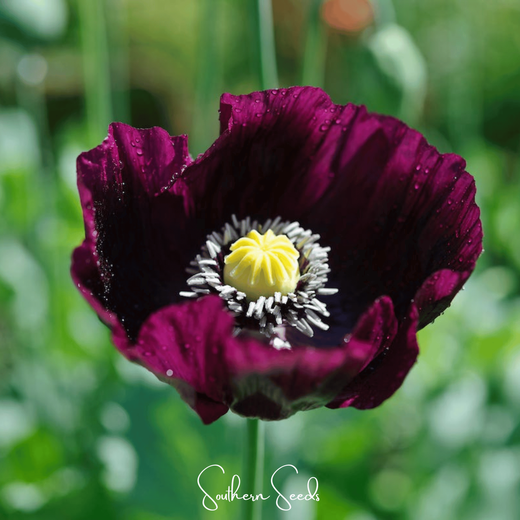 Poppy, After Midnight (Papaver somniferum) - 100 Seeds seed packet from Seed Therapy – American - grown, heirloom seeds