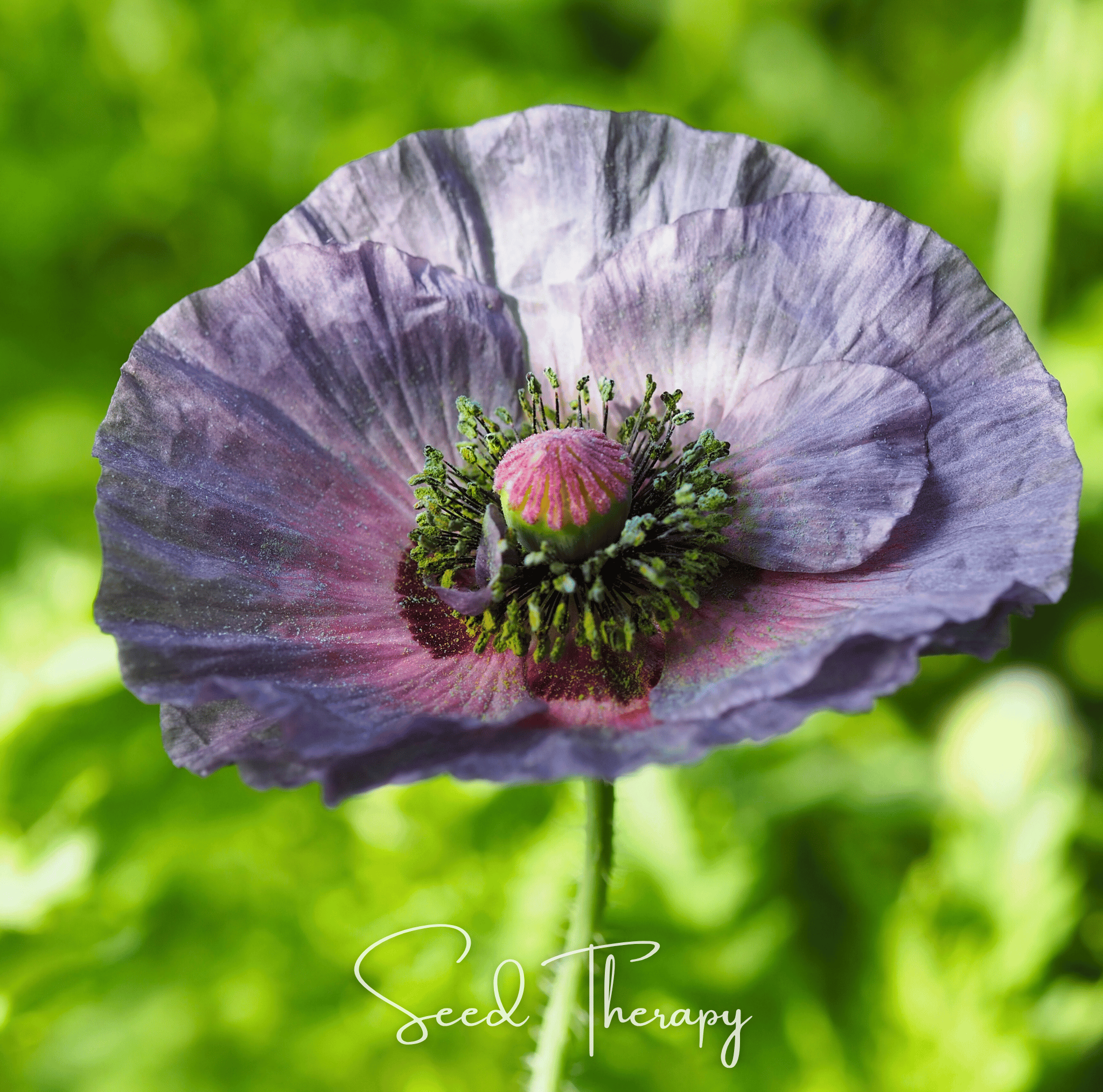 Poppy, Amazing Grey (Papaver rhoeas) - 50 Seeds seed packet from Seed Therapy – American - grown, heirloom seeds
