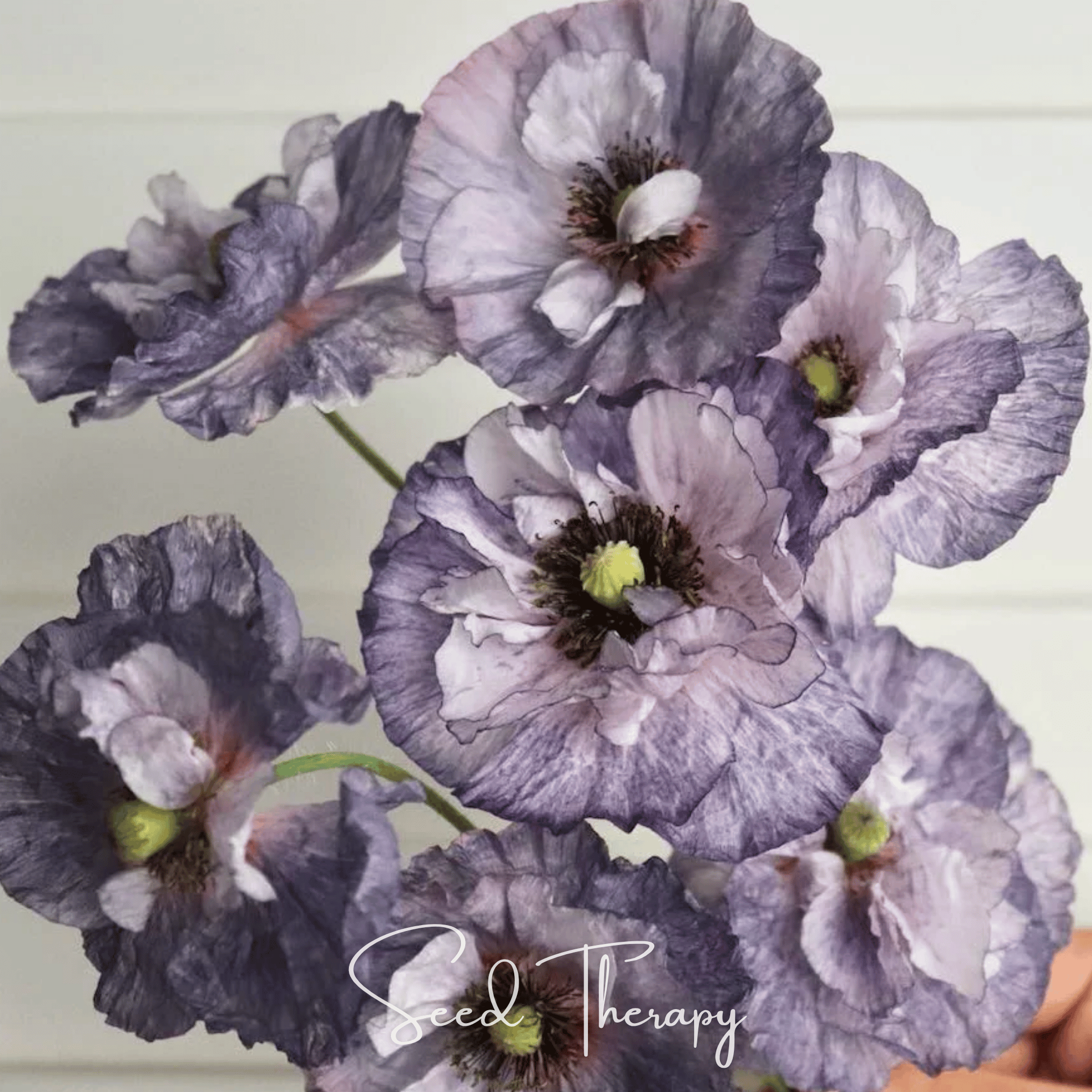 Poppy, Amazing Grey (Papaver rhoeas) - 50 Seeds seed packet from Seed Therapy – American - grown, heirloom seeds