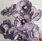 Poppy, Amazing Grey (Papaver rhoeas) - 50 Seeds seed packet from Seed Therapy – American - grown, heirloom seeds