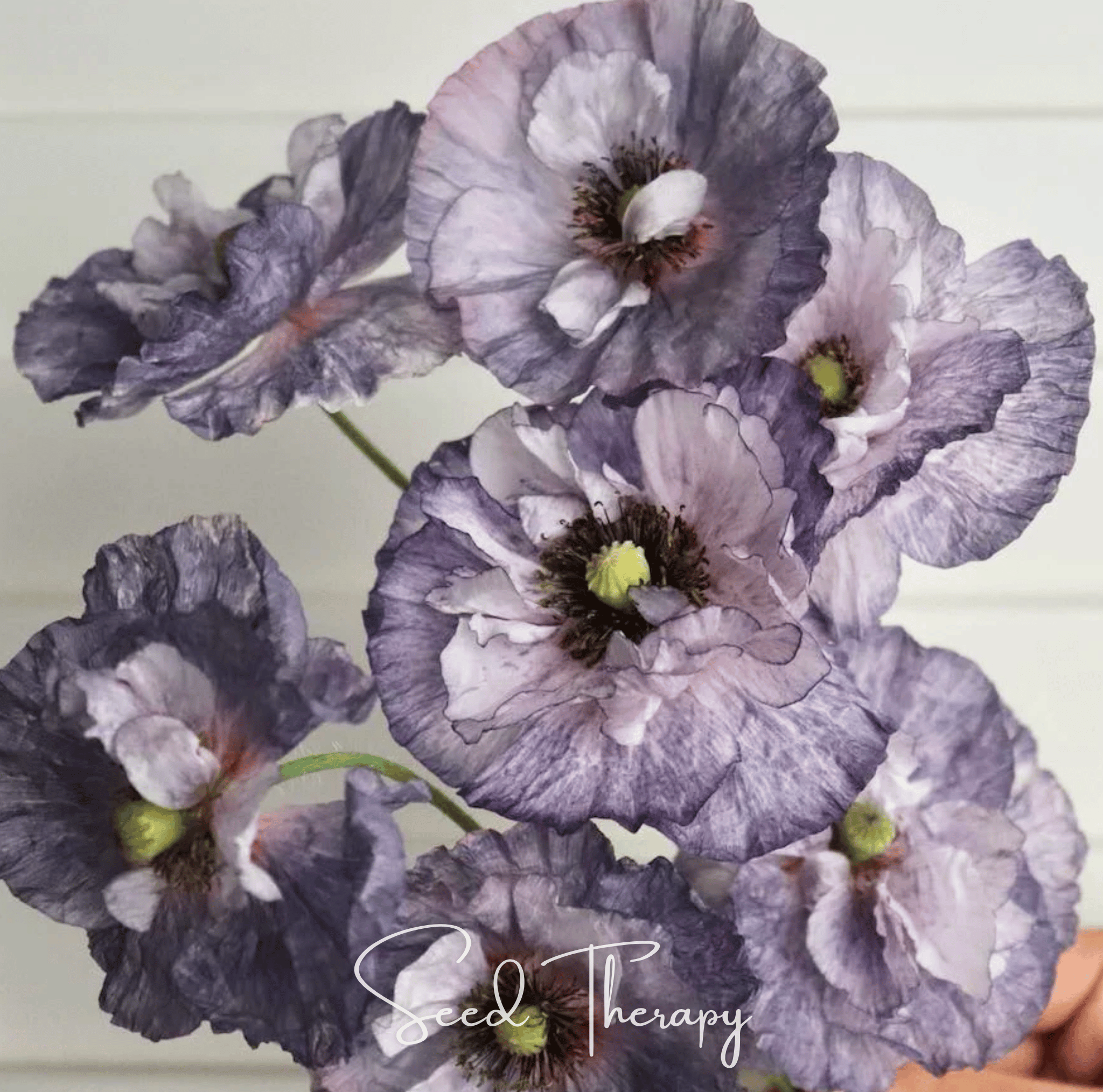 Poppy, Amazing Grey (Papaver rhoeas) - 50 Seeds seed packet from Seed Therapy – American - grown, heirloom seeds