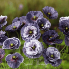 Poppy, Amazing Grey (Papaver rhoeas) - 50 Seeds seed packet from Seed Therapy – American - grown, heirloom seeds