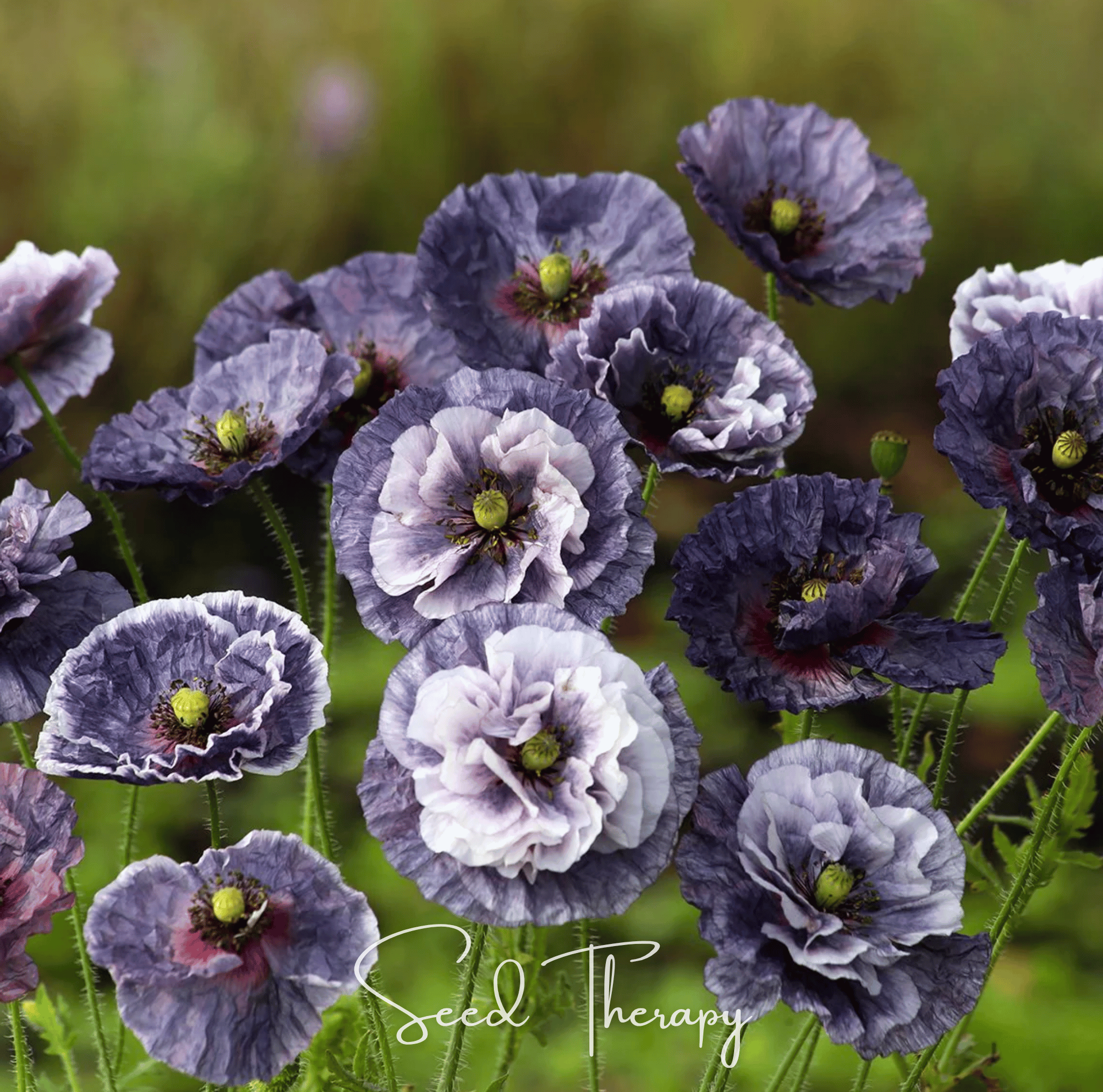 Poppy, Amazing Grey (Papaver rhoeas) - 50 Seeds seed packet from Seed Therapy – American - grown, heirloom seeds