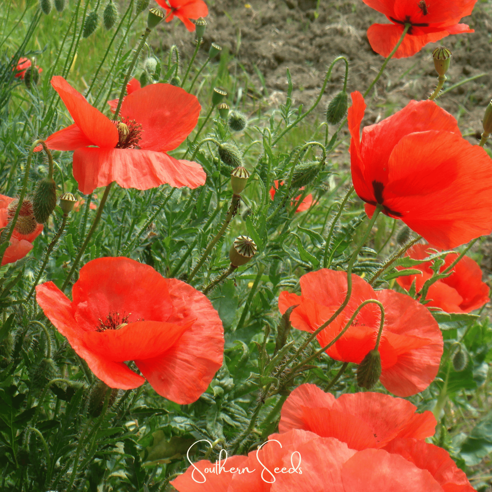 Poppy, American Legion (Papaver rhoeas) - 100 Seeds seed packet from Seed Therapy – American - grown, heirloom seeds