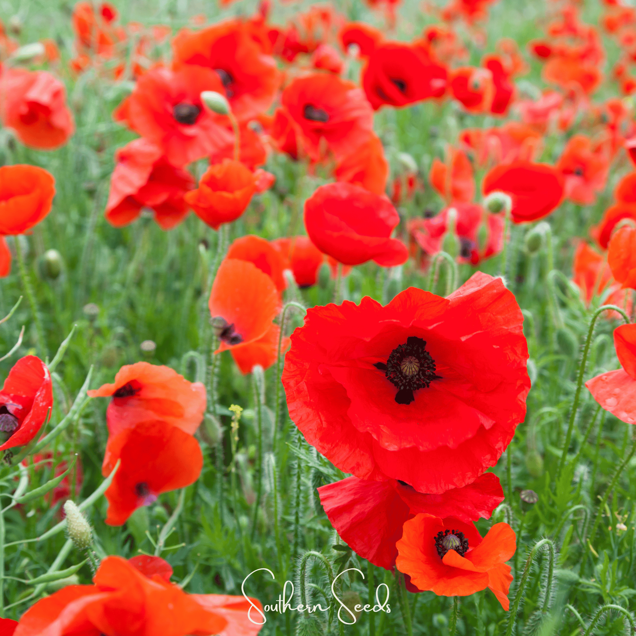 Poppy, American Legion (Papaver rhoeas) - 100 Seeds seed packet from Seed Therapy – American - grown, heirloom seeds
