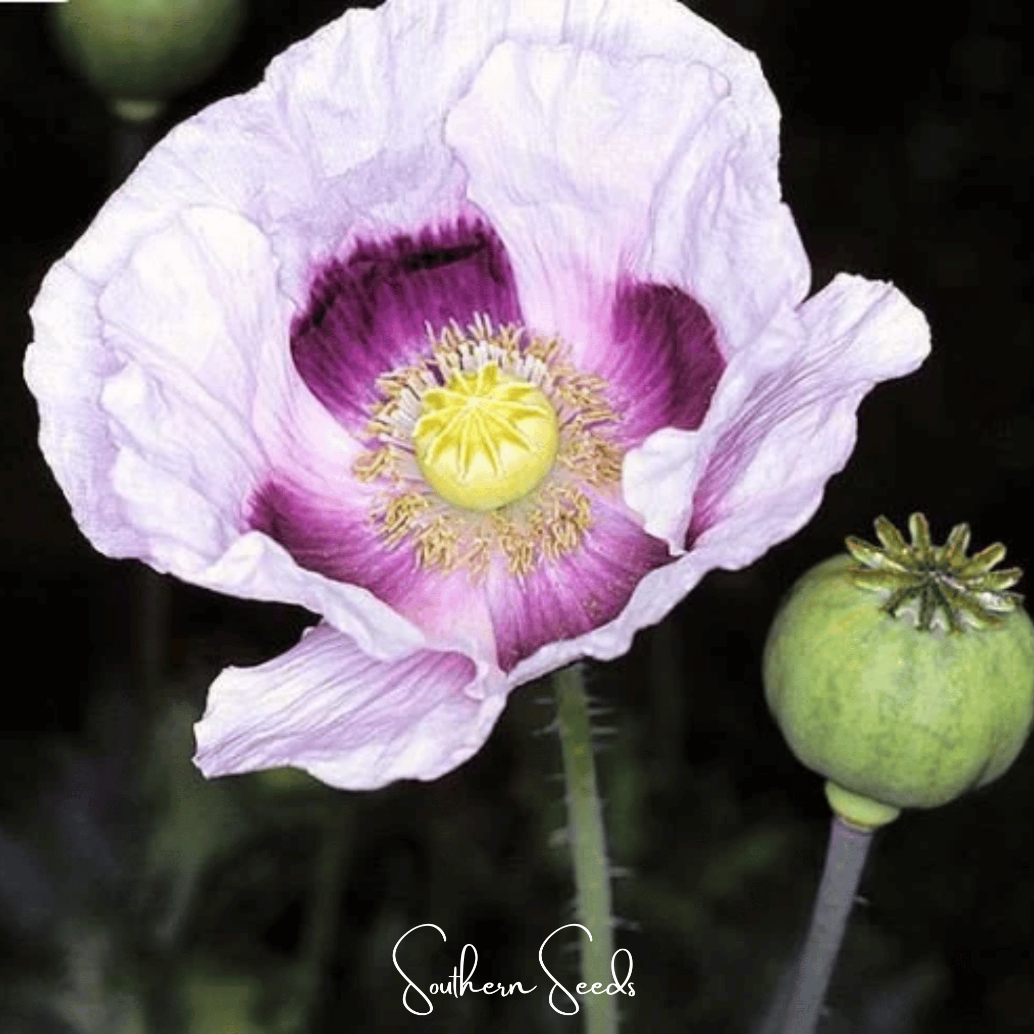 Poppy, Blue Moon (Papaver somniferum) - 250 Seeds seed packet from Seed Therapy – American - grown, heirloom seeds