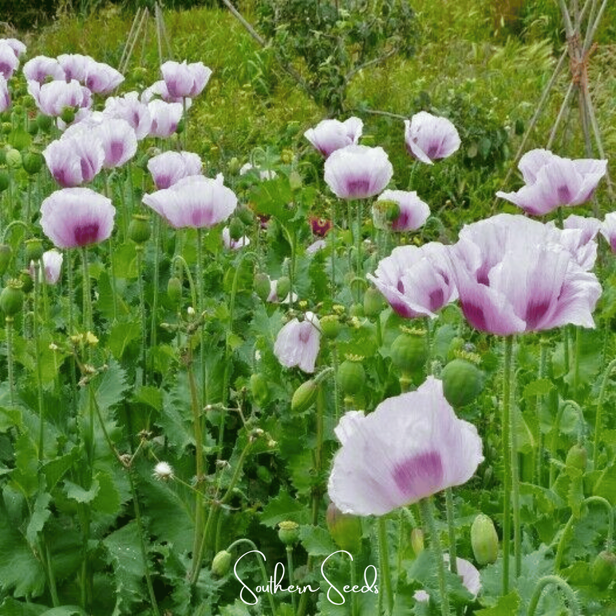 Poppy, Blue Moon (Papaver somniferum) - 250 Seeds seed packet from Seed Therapy – American - grown, heirloom seeds