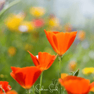 Poppy, California Red Chief (Eschscholzia californica) - 200 Seeds seed packet from Seed Therapy – American - grown, heirloom seeds