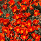 Poppy, California Red Chief (Eschscholzia californica) - 200 Seeds seed packet from Seed Therapy – American - grown, heirloom seeds