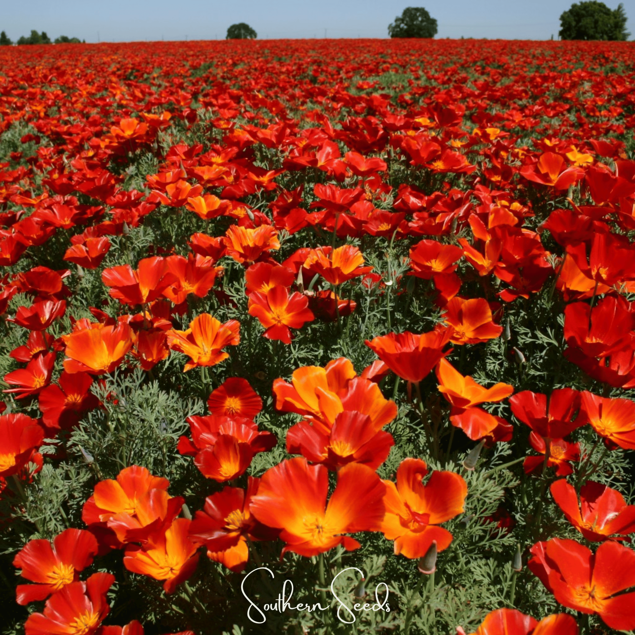 Poppy, California Red Chief (Eschscholzia californica) - 200 Seeds seed packet from Seed Therapy – American - grown, heirloom seeds