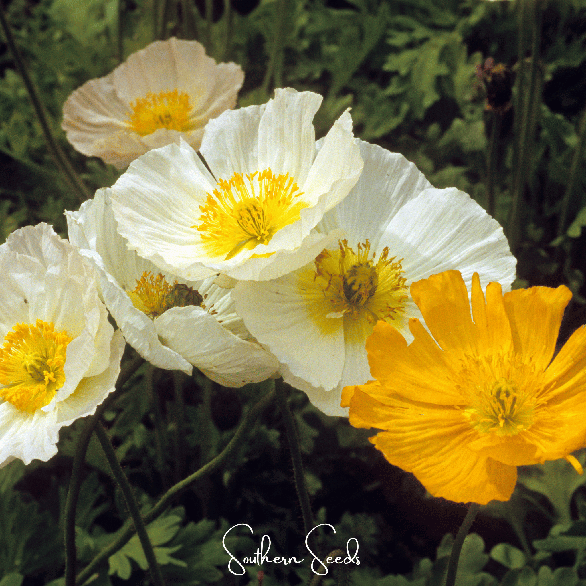 Poppy, Iceland (Papaver nudicaule) - 250 Seeds seed packet from Seed Therapy – American - grown, heirloom seeds