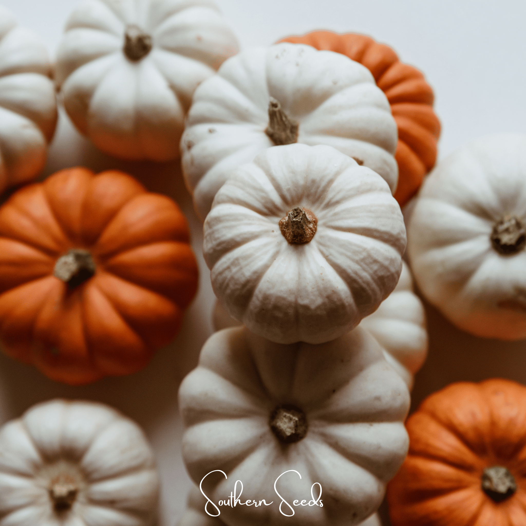 Pumpkin, Gooligan (Cucurbita maxima) - 10 Seeds seed packet from Seed Therapy – American - grown, heirloom seeds