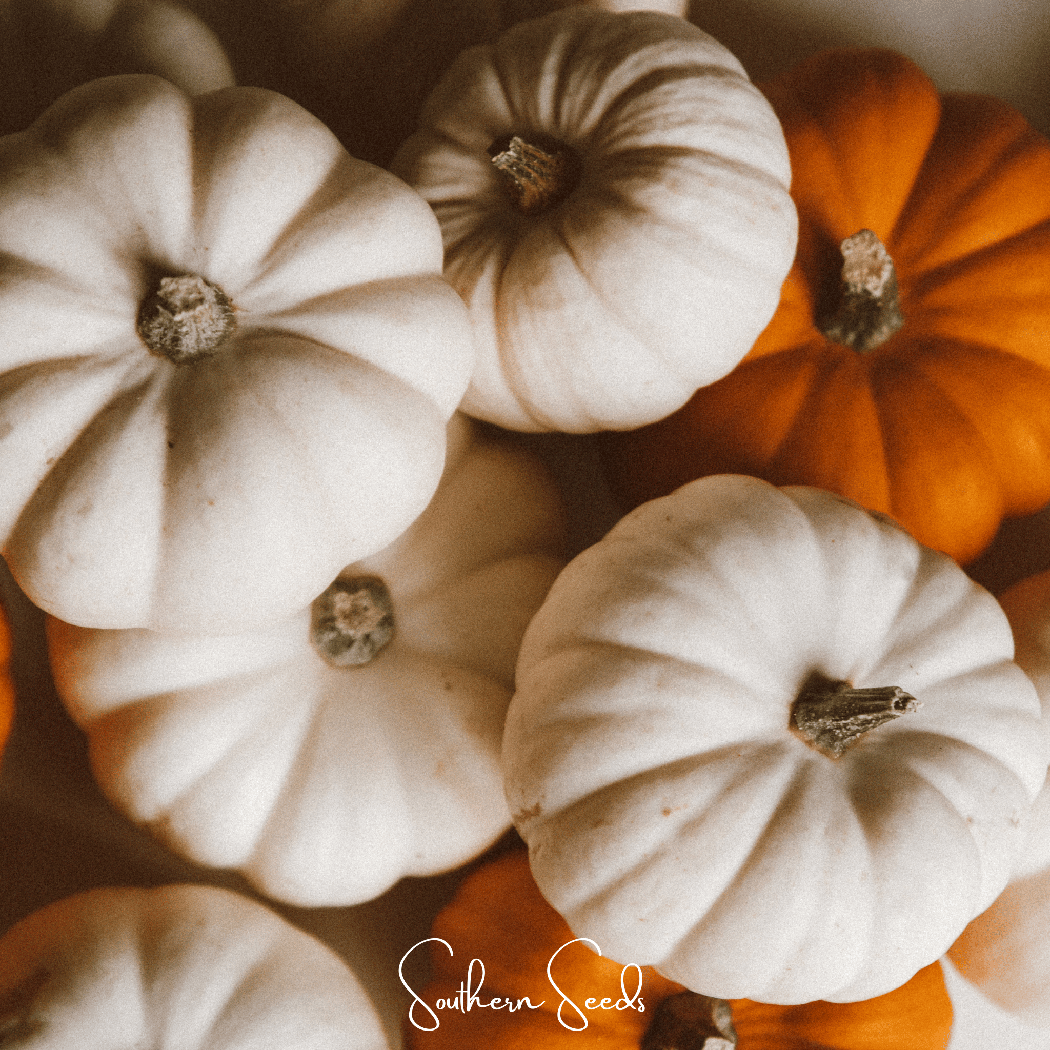 Pumpkin, Gooligan (Cucurbita maxima) - 10 Seeds seed packet from Seed Therapy – American - grown, heirloom seeds