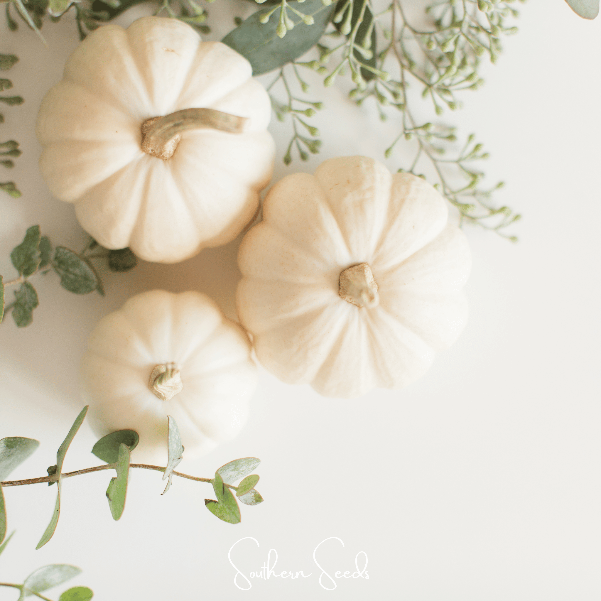 Pumpkin, Gooligan (Cucurbita maxima) - 10 Seeds seed packet from Seed Therapy – American - grown, heirloom seeds