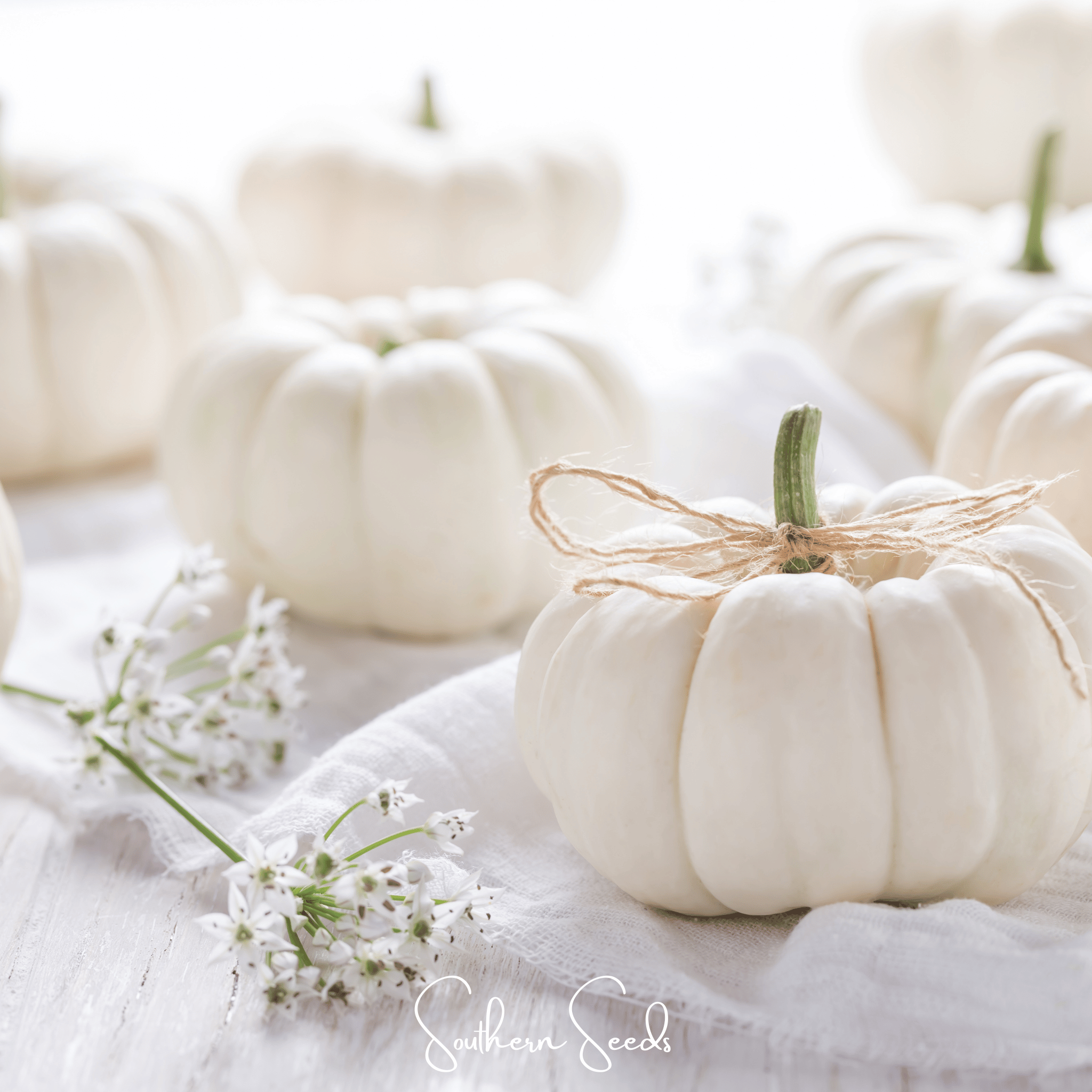 Pumpkin, Gooligan (Cucurbita maxima) - 10 Seeds seed packet from Seed Therapy – American - grown, heirloom seeds