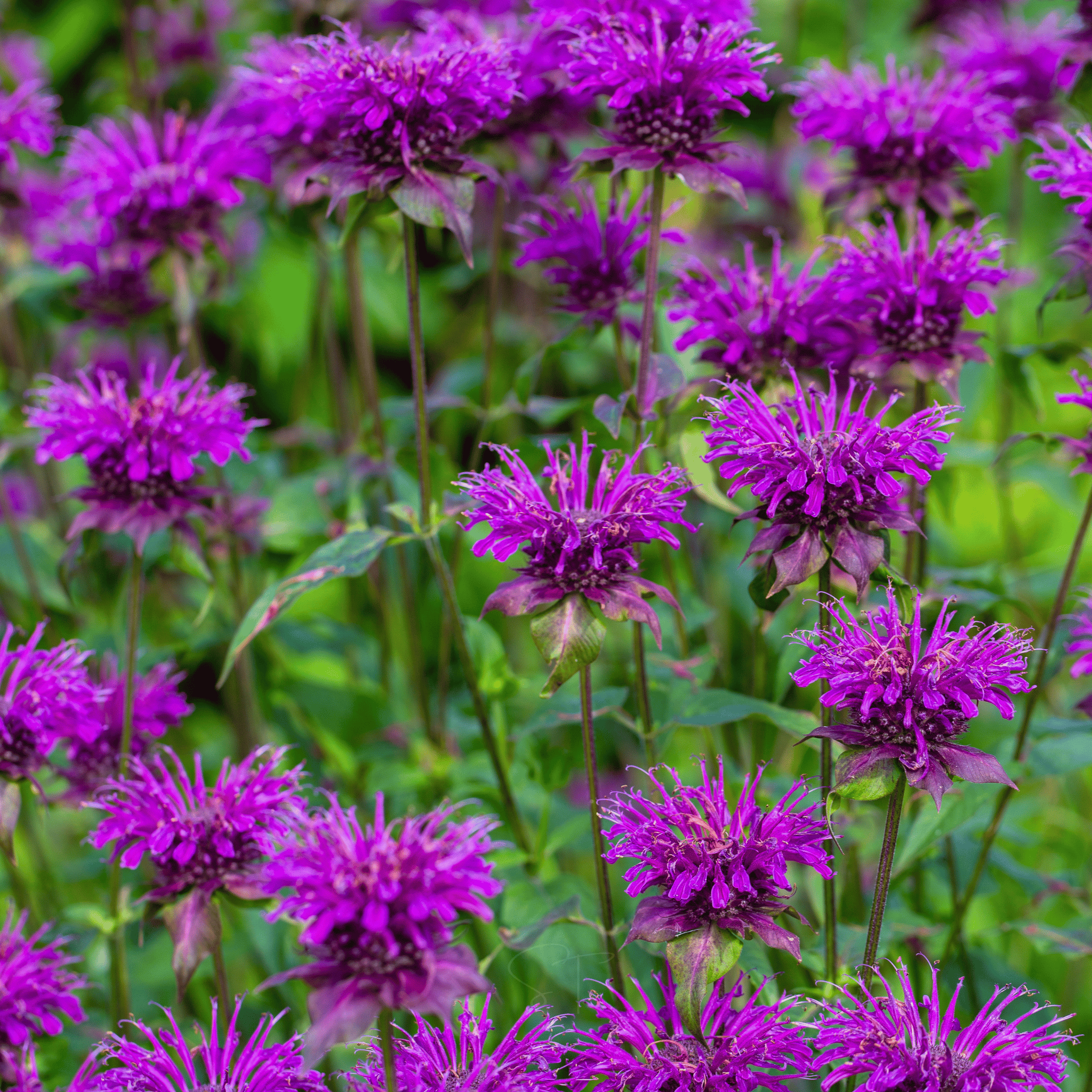 Purple Bee Balm – 50 Seeds seed packet from Seed Therapy – American - grown, heirloom seeds
