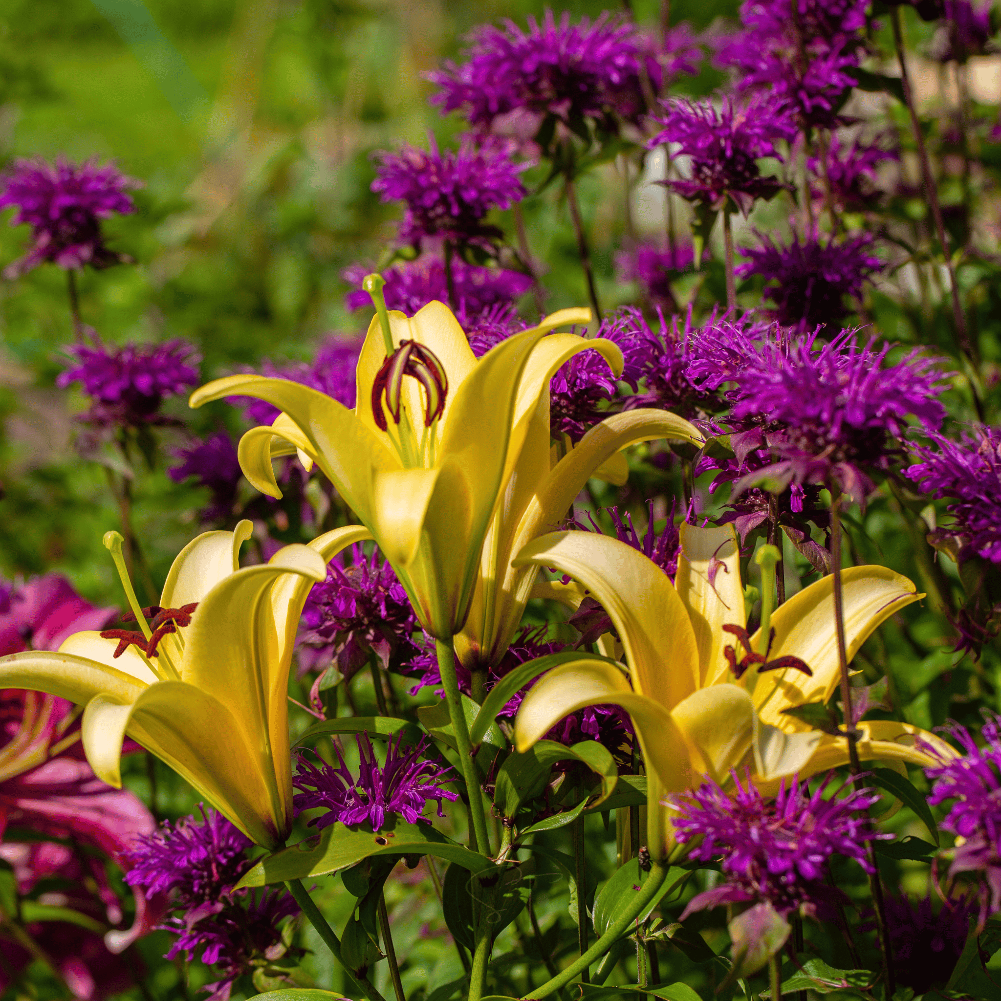 Purple Bee Balm – 50 Seeds seed packet from Seed Therapy – American - grown, heirloom seeds