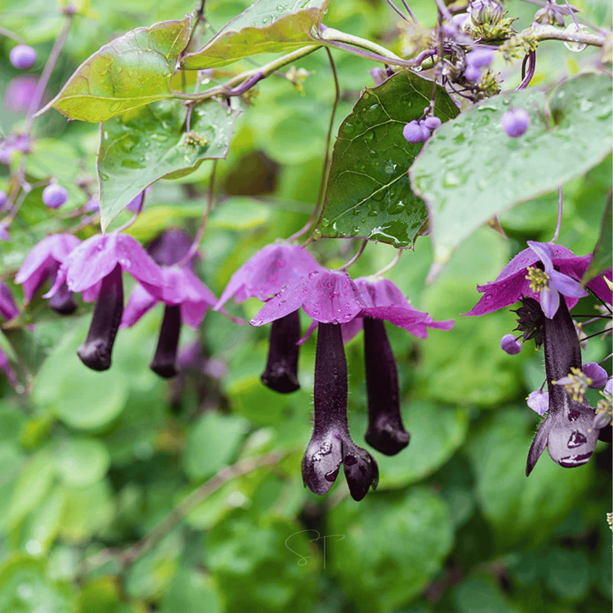 vining plant with purple flowers and seed pods Purple Bell Vine – 10 Seeds