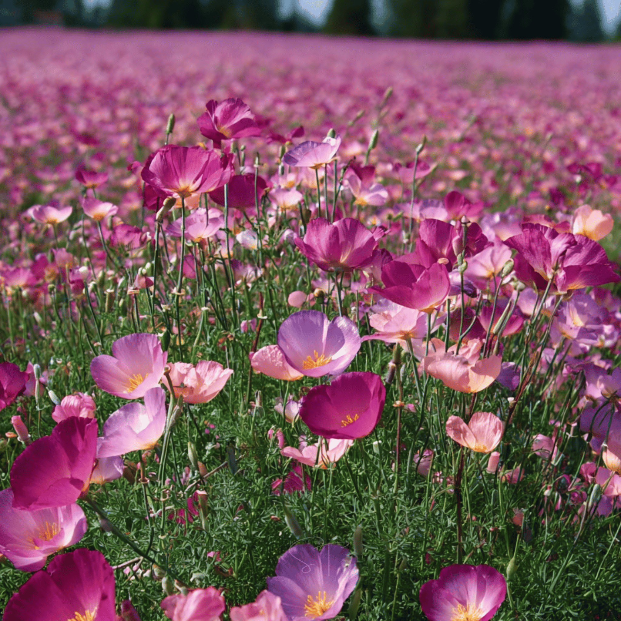 Purple Gleam California Poppy - 100 Seeds seed packet from Seed Therapy – American - grown, heirloom seeds