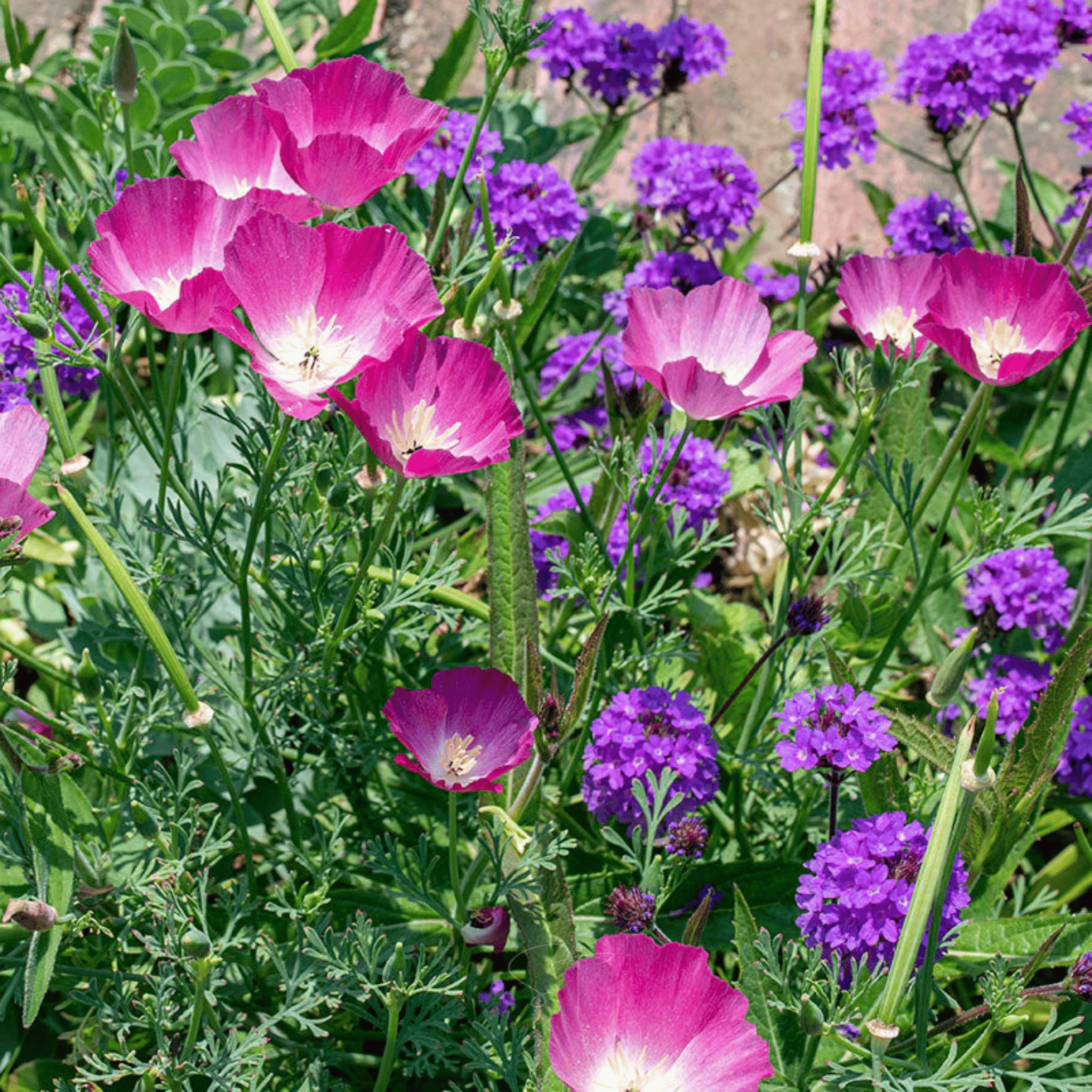 Purple Gleam California Poppy - 100 Seeds seed packet from Seed Therapy – American - grown, heirloom seeds
