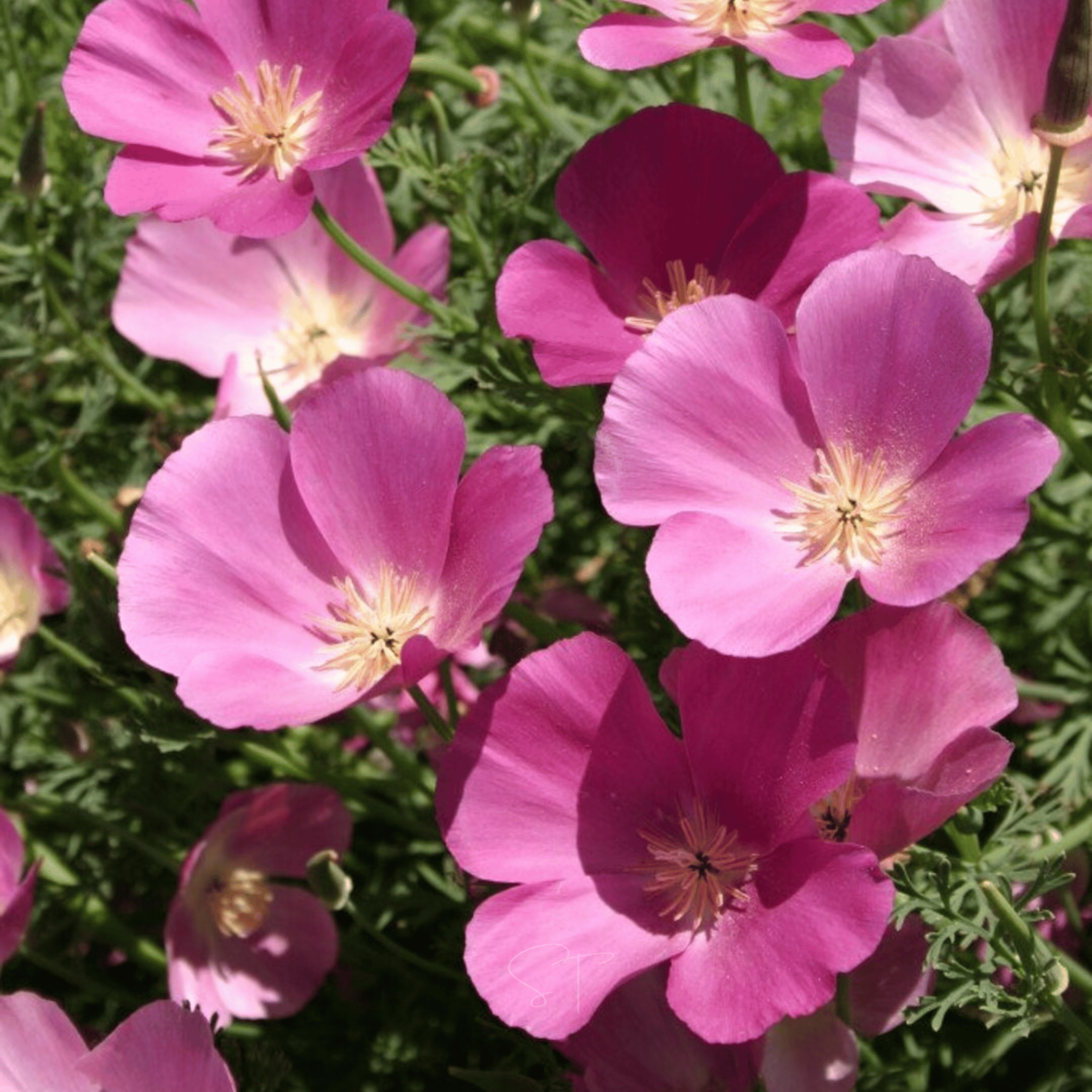 Purple Gleam California Poppy - 100 Seeds seed packet from Seed Therapy – American - grown, heirloom seeds