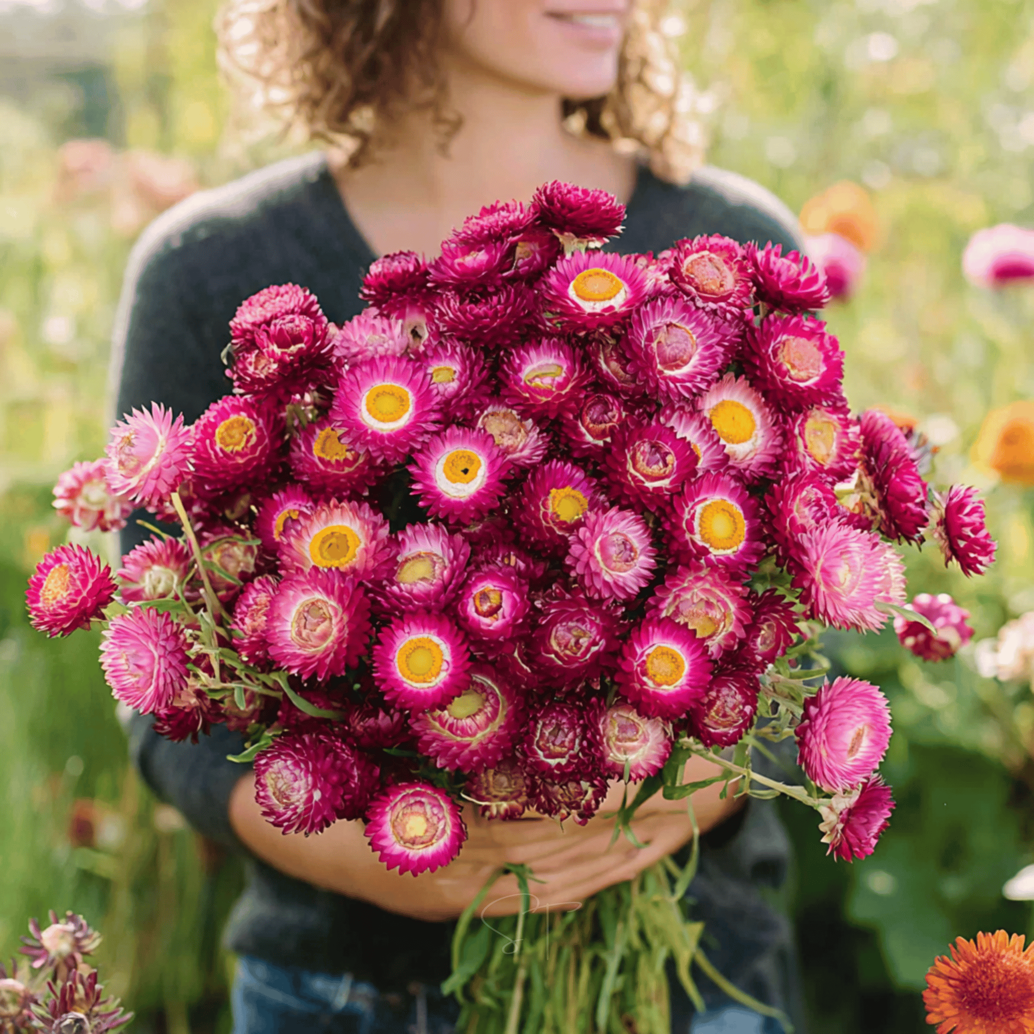 Purple - Red Strawflower – 100 Seeds seed packet from Seed Therapy – American - grown, heirloom seeds
