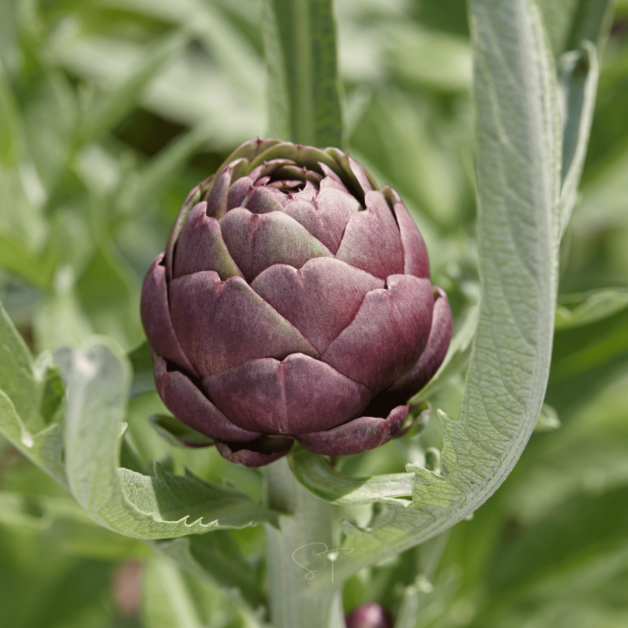 Purple Romagna Artichoke – 25 Seeds seed packet from Seed Therapy – American - grown, heirloom seeds