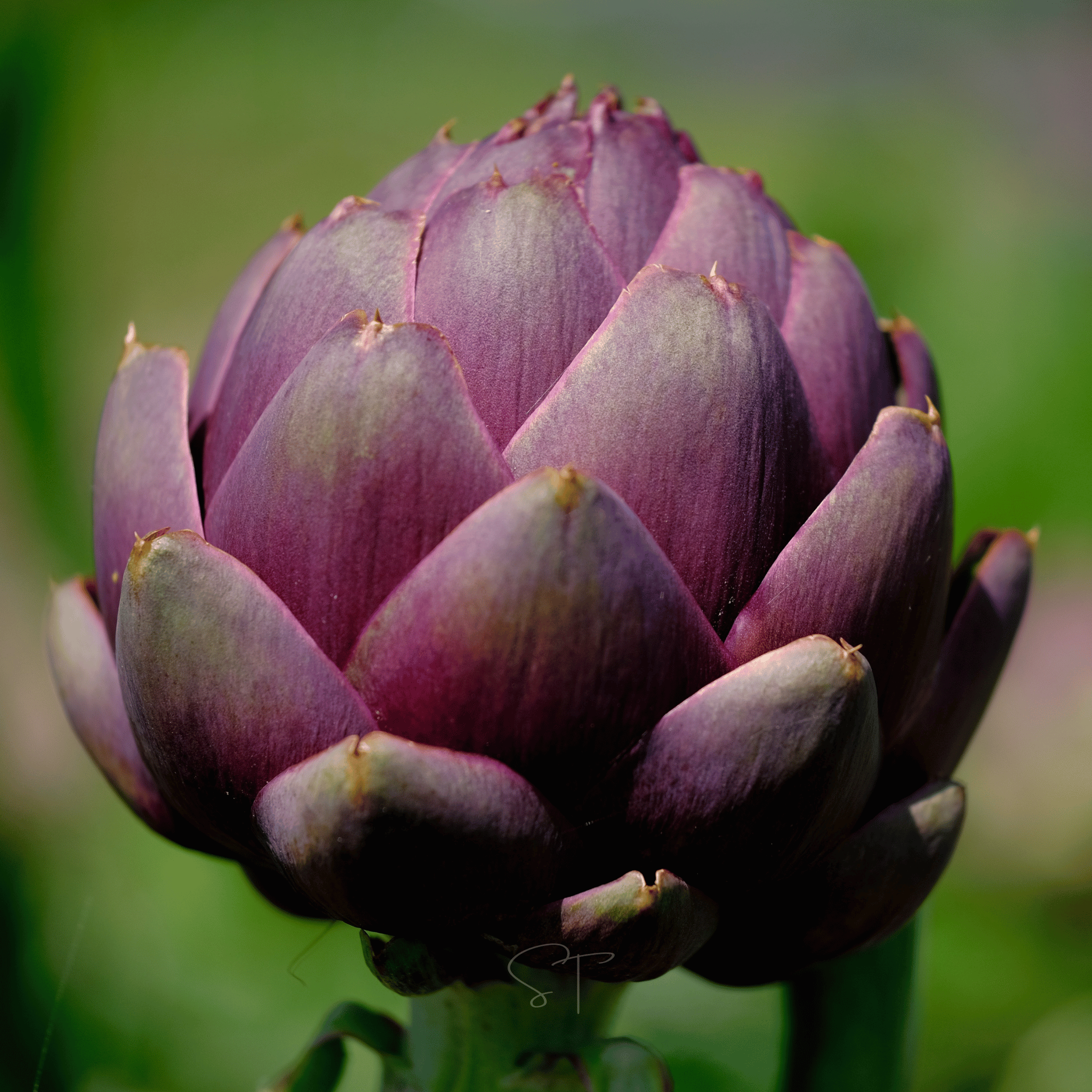 Purple Romagna Artichoke – 25 Seeds seed packet from Seed Therapy – American - grown, heirloom seeds