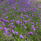 Purple Top Vervain – 100 Seeds seed packet from Seed Therapy – American - grown, heirloom seeds