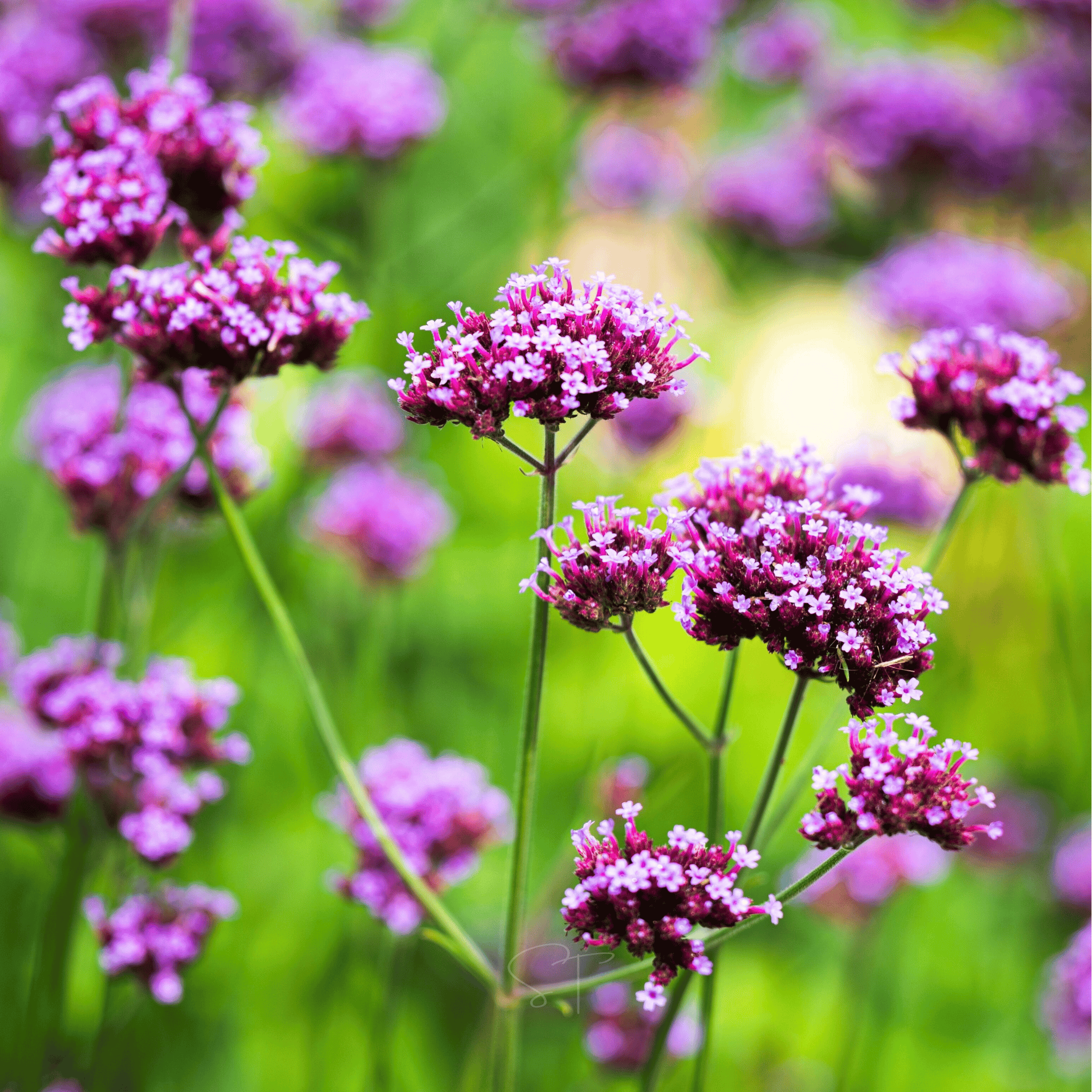 Purple Top Vervain – 100 Seeds seed packet from Seed Therapy – American - grown, heirloom seeds