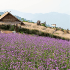 Purple Top Vervain – 100 Seeds seed packet from Seed Therapy – American - grown, heirloom seeds