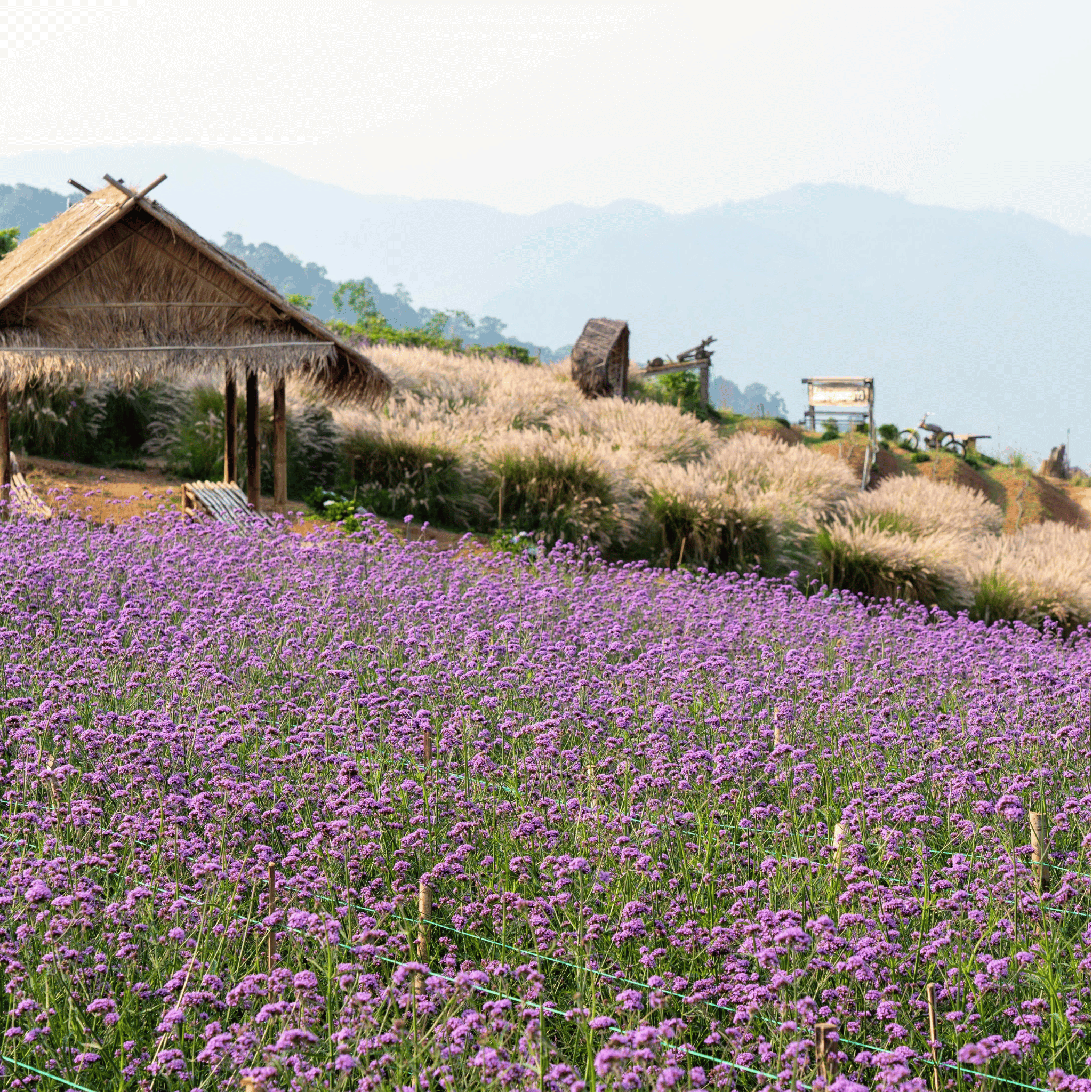 Purple Top Vervain – 100 Seeds seed packet from Seed Therapy – American - grown, heirloom seeds