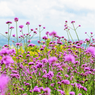 Purple Top Vervain – 100 Seeds seed packet from Seed Therapy – American - grown, heirloom seeds