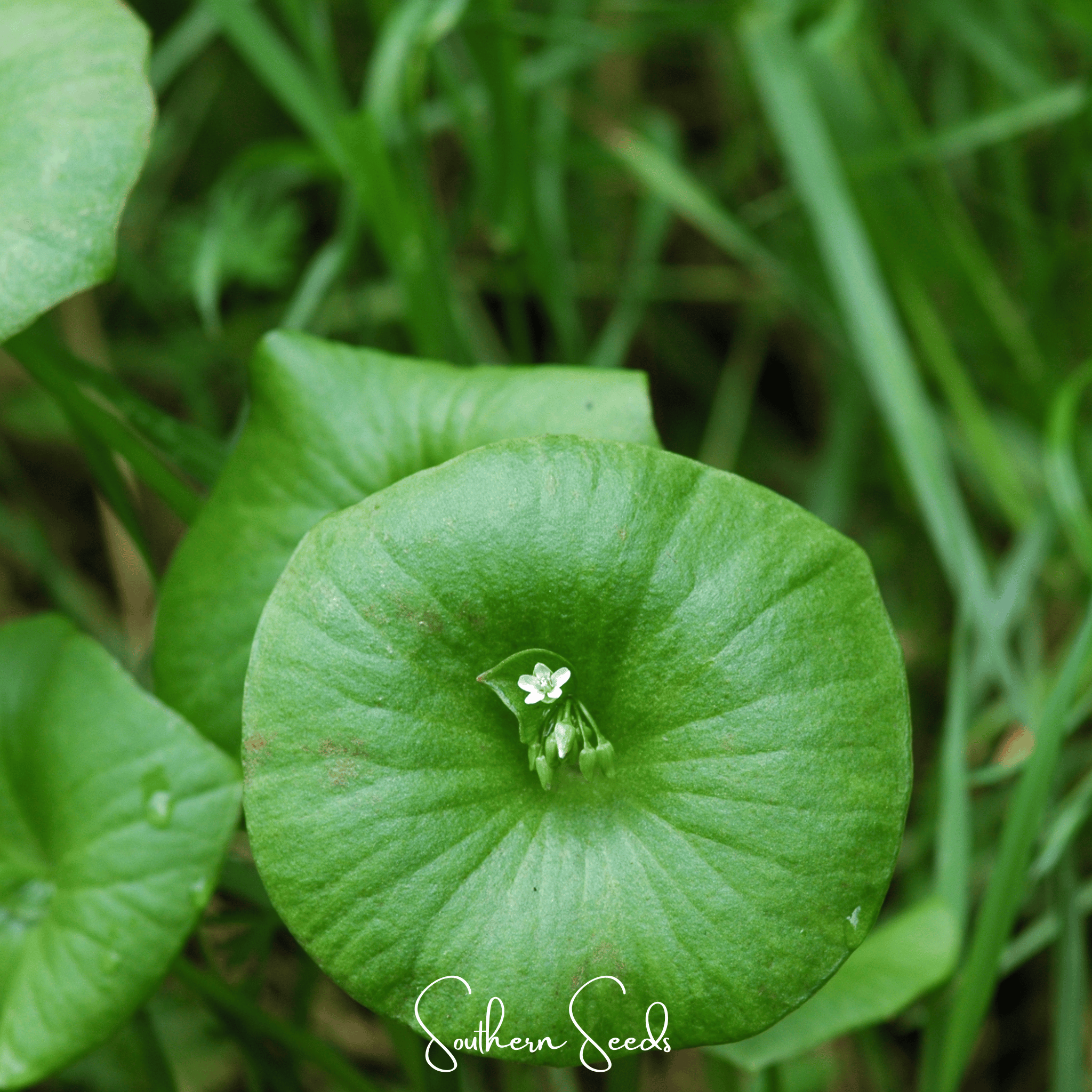 Purslane, Winter - Miner's Lettuce (Claytonia perfoliata) - 100 Seeds seed packet from Seed Therapy – American - grown, heirloom seeds