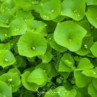 Purslane, Winter - Miner's Lettuce (Claytonia perfoliata) - 100 Seeds seed packet from Seed Therapy – American - grown, heirloom seeds