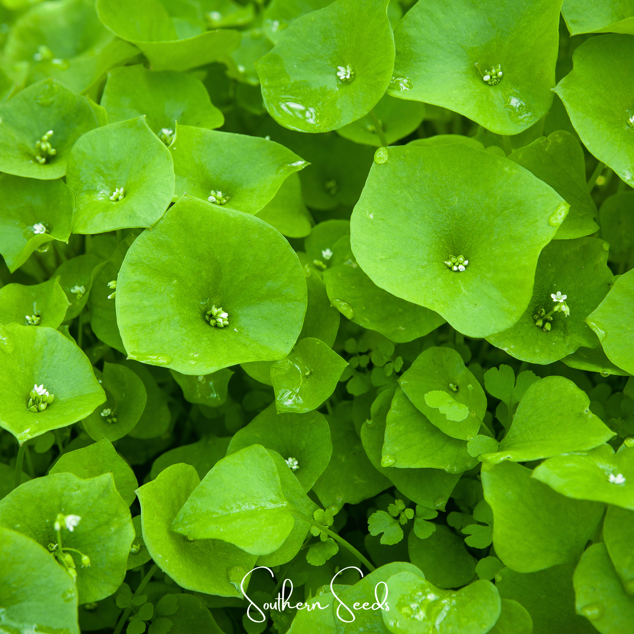 Purslane, Winter - Miner's Lettuce (Claytonia perfoliata) - 100 Seeds seed packet from Seed Therapy – American - grown, heirloom seeds