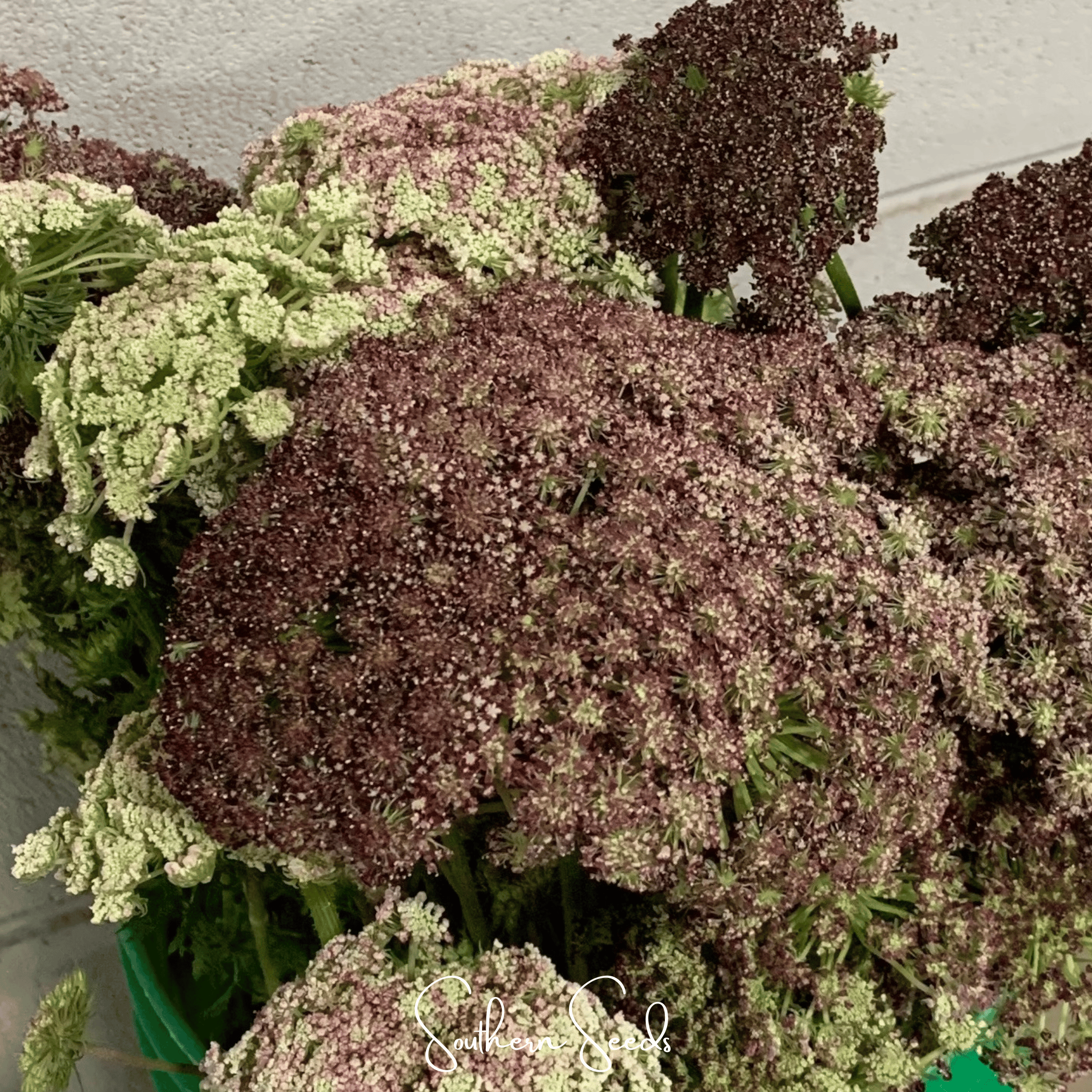 Queen Anne's Lace, Chocolate Lace (Daucus carota) - 100 Seeds seed packet from Seed Therapy – American - grown, heirloom seeds