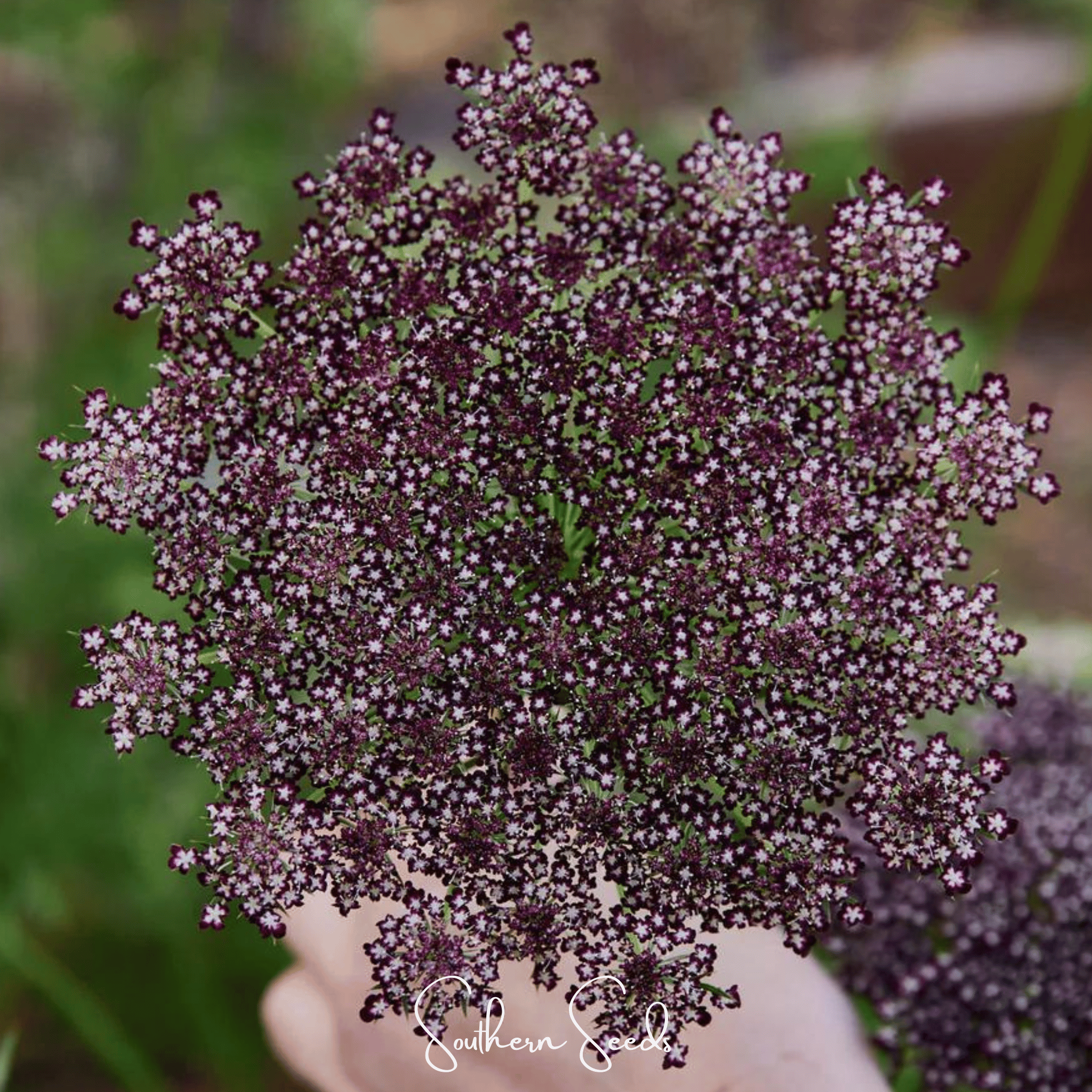 Queen Anne's Lace, Chocolate Lace (Daucus carota) - 100 Seeds seed packet from Seed Therapy – American - grown, heirloom seeds