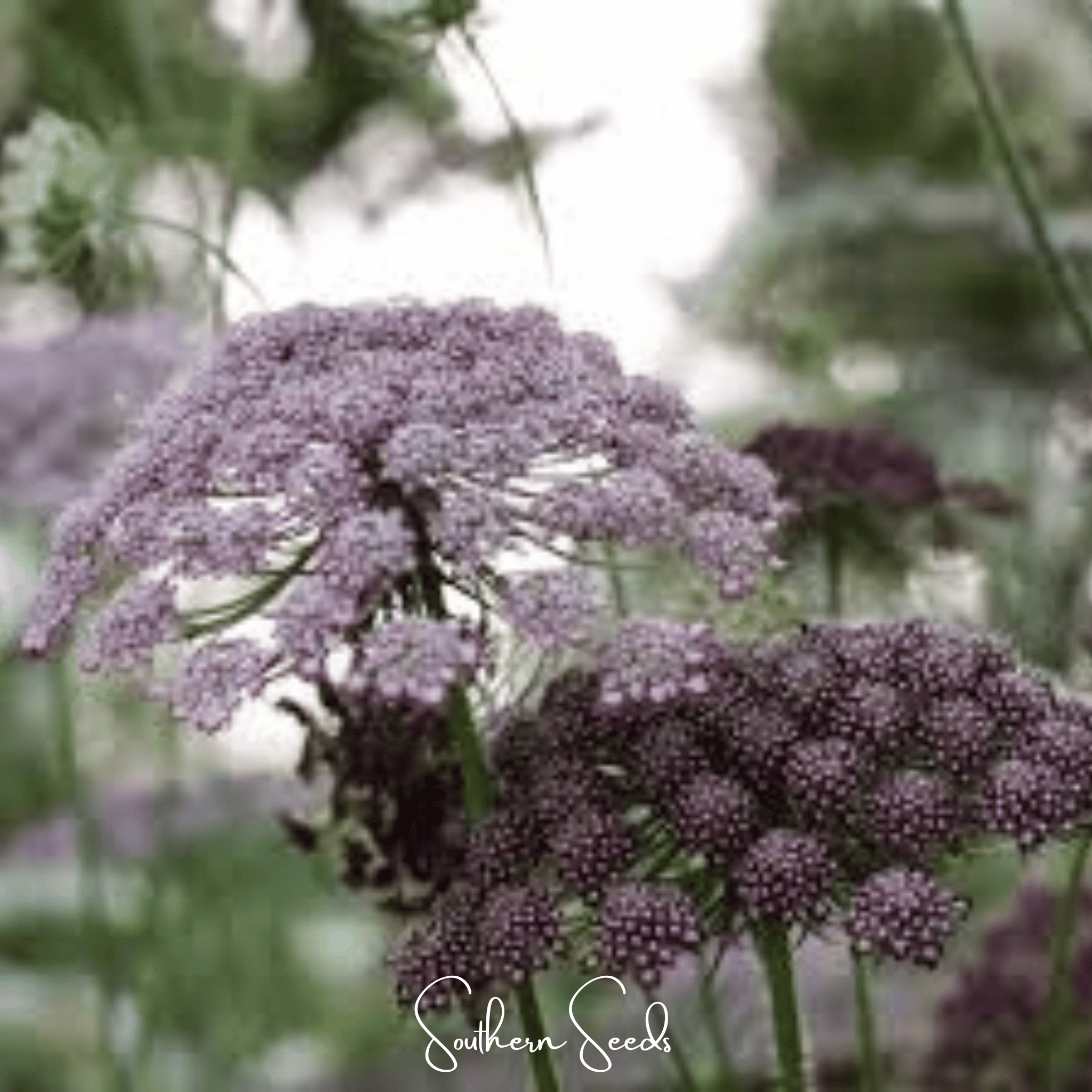 Queen Anne's Lace, Chocolate Lace (Daucus carota) - 100 Seeds seed packet from Seed Therapy – American - grown, heirloom seeds