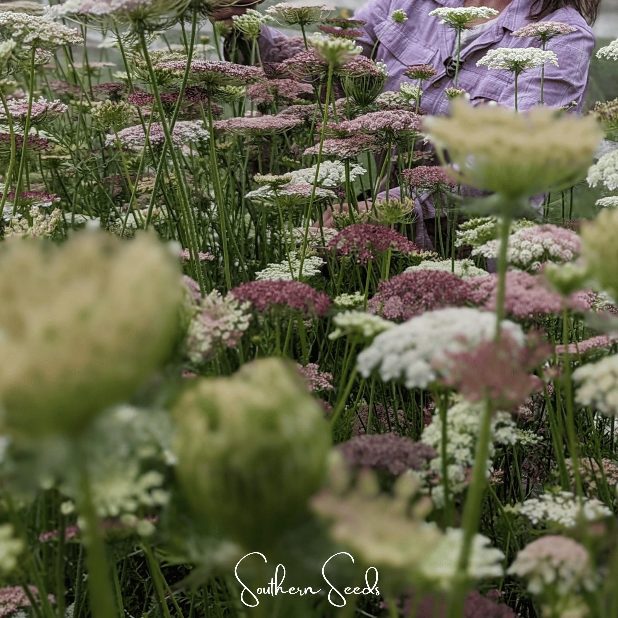 Queen Anne's Lace, Chocolate Lace (Daucus carota) - 100 Seeds seed packet from Seed Therapy – American - grown, heirloom seeds